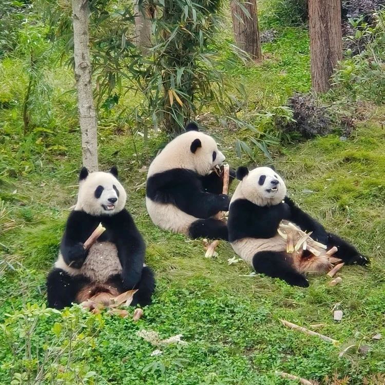重庆洪崖洞夜景 成都大熊猫旅游 suppliers